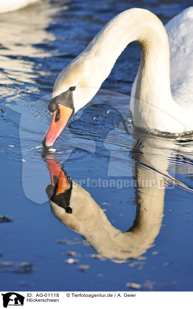 Hckerschwan / mute swan / AG-01118