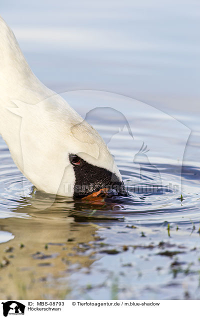 Hckerschwan / mute swan / MBS-08793