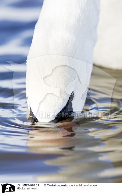 Hckerschwan / mute swan / MBS-08801