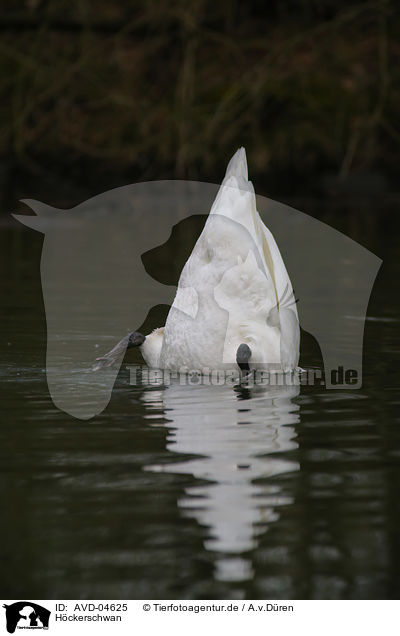 Hckerschwan / mute swan / AVD-04625