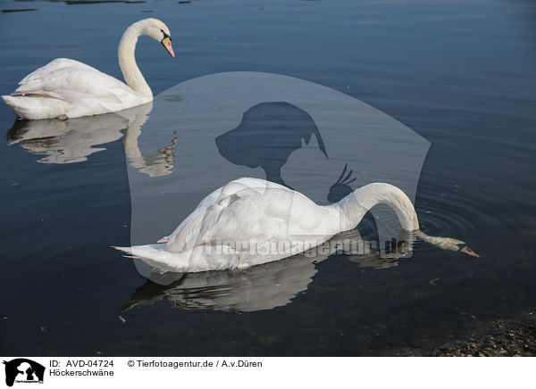 Hckerschwne / mute swans / AVD-04724