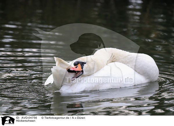 Hckerschwan / mute swan / AVD-04756