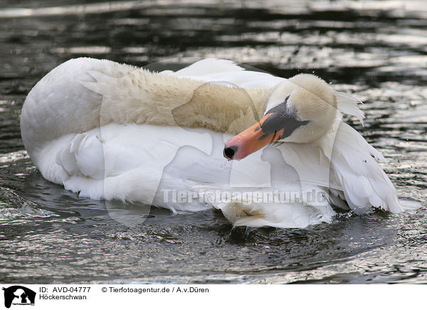 Hckerschwan / mute swan / AVD-04777