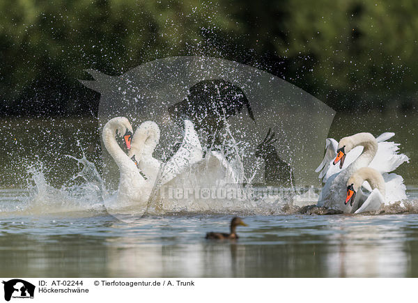 Hckerschwne / mute swans / AT-02244