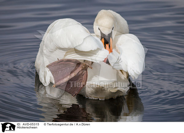 Hckerschwan / mute swan / AVD-05315