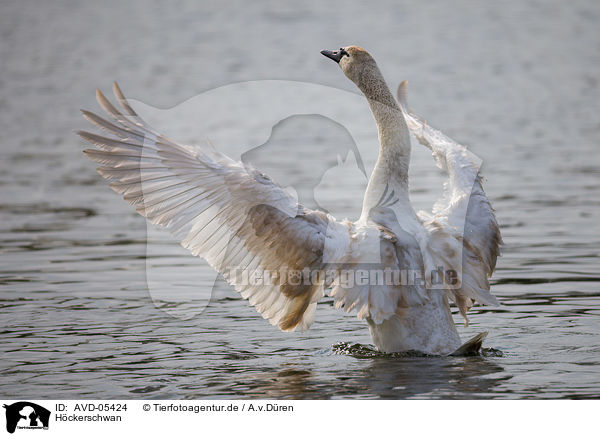 Hckerschwan / mute swan / AVD-05424