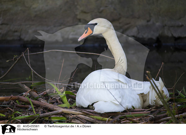 Hckerschwan / mute swan / AVD-05581