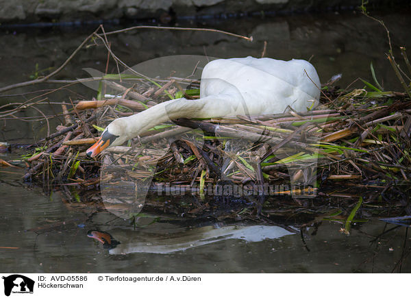 Hckerschwan / mute swan / AVD-05586