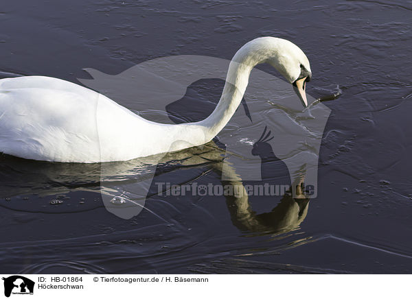 Hckerschwan / mute swan / HB-01864