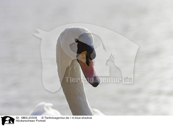 Hckerschwan Portrait / Mute Swan portrait / MBS-20506