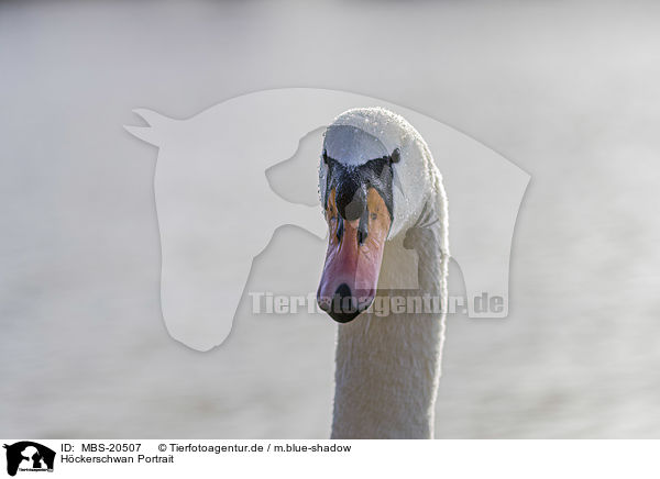 Hckerschwan Portrait / Mute Swan portrait / MBS-20507