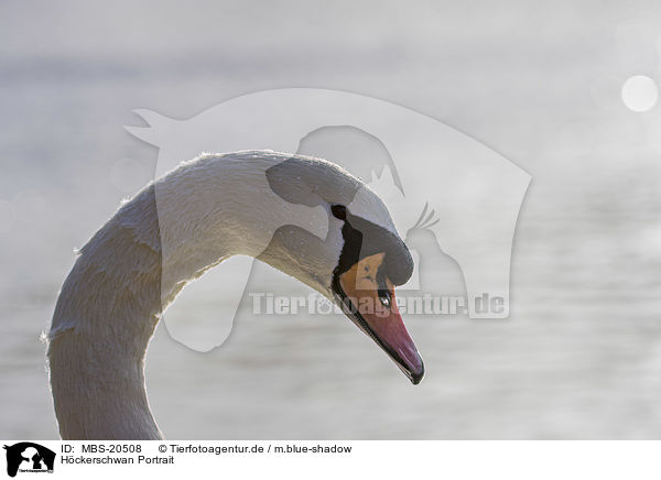 Hckerschwan Portrait / Mute Swan portrait / MBS-20508