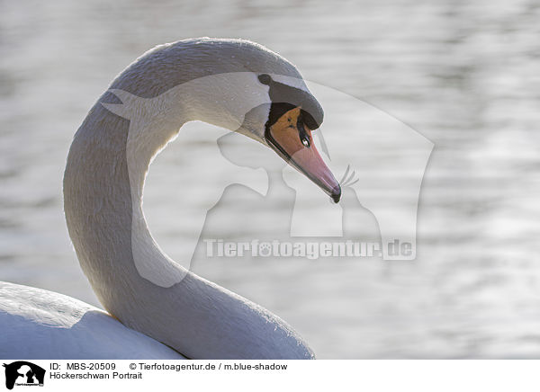 Hckerschwan Portrait / Mute Swan portrait / MBS-20509