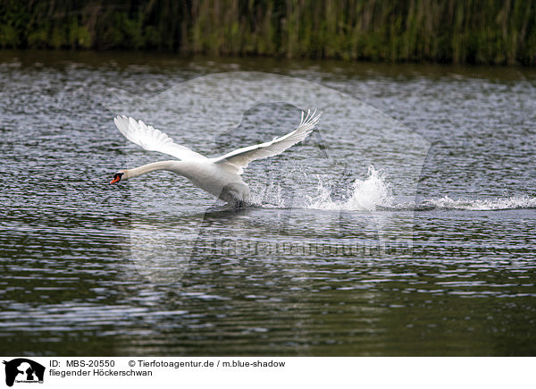 fliegender Hckerschwan / flying Mute Swan / MBS-20550