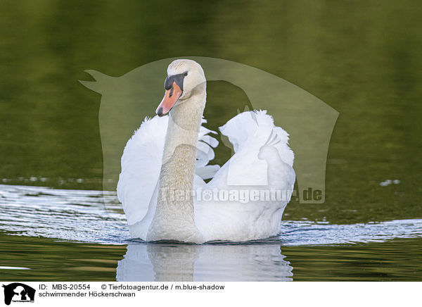 schwimmender Hckerschwan / swimming Mute Swan / MBS-20554