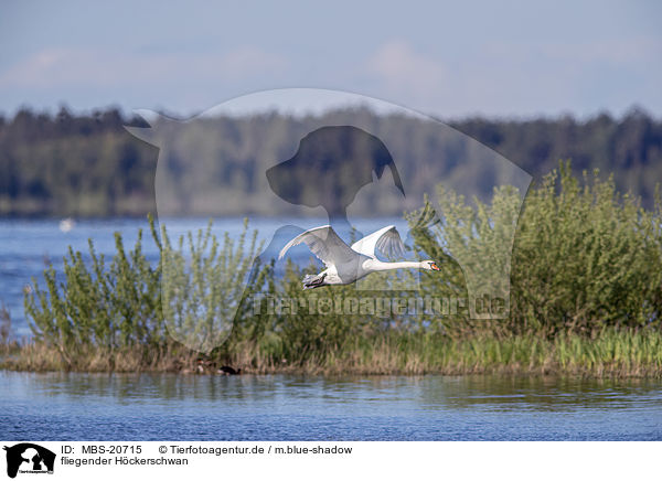 fliegender Hckerschwan / flying Mute Swan / MBS-20715