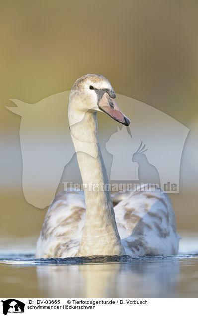 schwimmender Hckerschwan / swimming Mute Swan / DV-03665