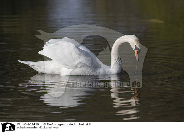 schwimmender Hckerschwan / swimming Mute Swan / JOH-01410