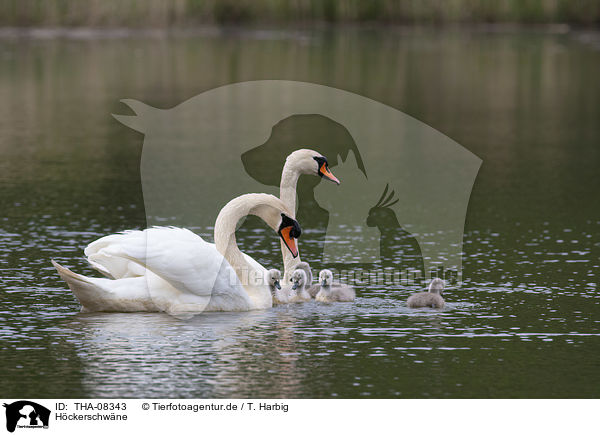 Hckerschwne / Mute Swans / THA-08343