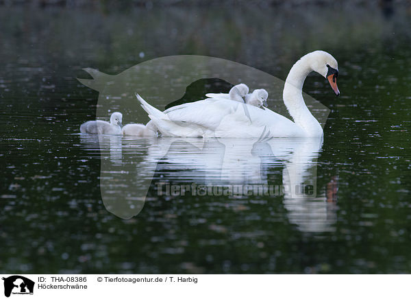 Hckerschwne / Mute Swans / THA-08386