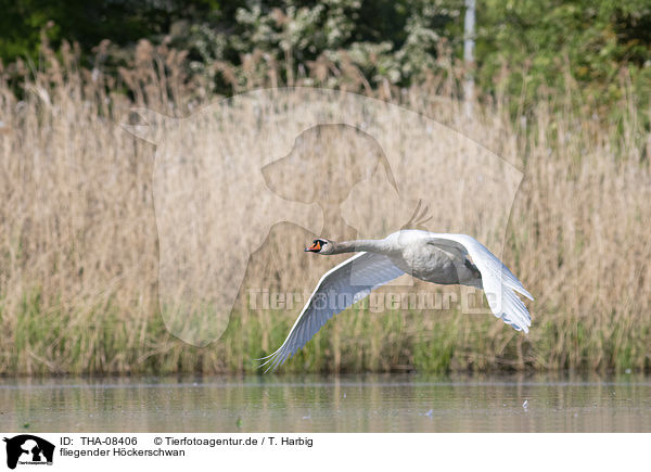 fliegender Hckerschwan / flying Mute Swan / THA-08406