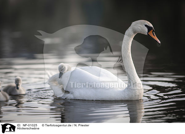 Hckerschwne / mute swans / NP-01025
