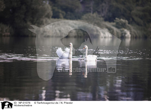 Hckerschwne / mute swans / NP-01076