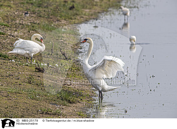 Hckerschwne / mute swans / MBS-25179