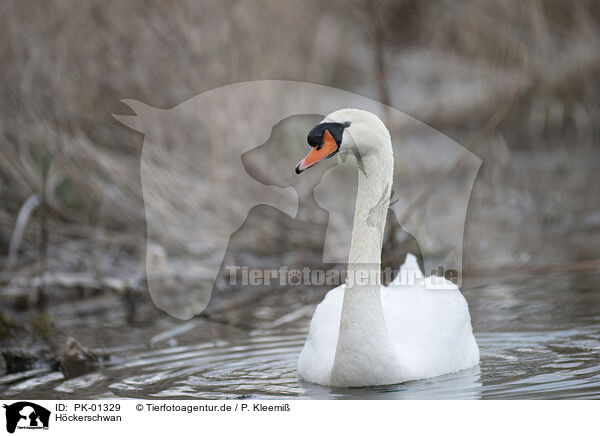 Hckerschwan / mute swan / PK-01329