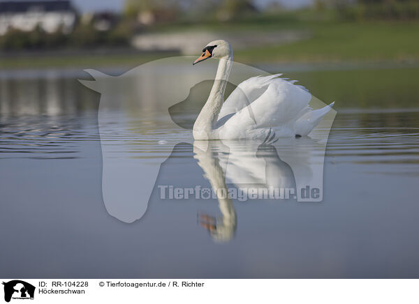 Hckerschwan / mute swan / RR-104228