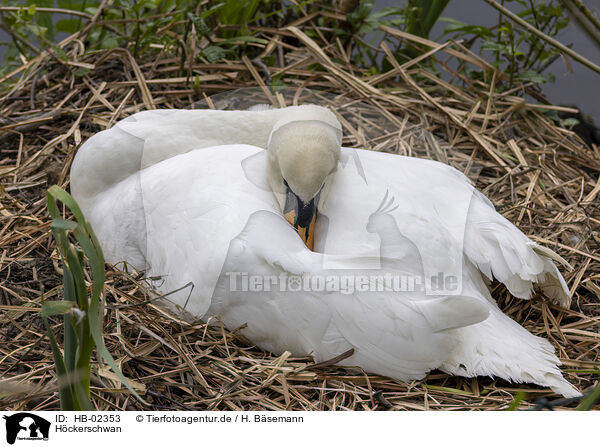 Hckerschwan / mute swan / HB-02353