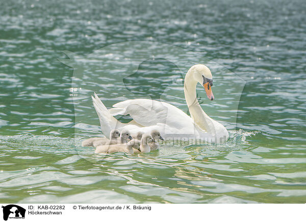 Hckerschwan / mute swan / KAB-02282