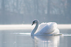 Hckerschwan schwimmt auf See