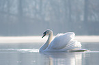 Hckerschwan schwimmt auf See