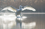 Hckerschwan fliegt ber den See