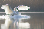 Hckerschwan fliegt ber den See