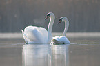 Hckerschwne auf dem See