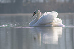 Hckerschwan schwimmt auf See