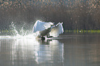 Hckerschwan fliegt ber den See