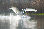 Hckerschwan fliegt ber den See