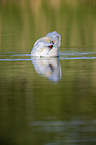 schwimmender Hckerschwan