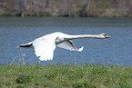 fliegender Hckerschwan