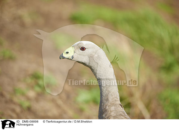 Hhnergans / cereopsis goose / DMS-08898