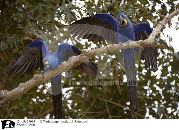 Hyazinth-Aras / hyacinth macaws / JR-01667