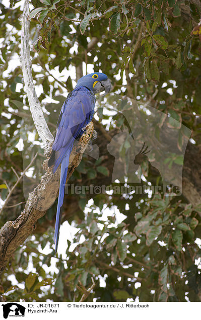 Hyazinth-Ara / hyacinth macaw / JR-01671