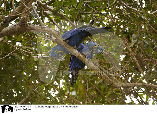Hyazinth-Aras / hyacinth macaws / JR-01707