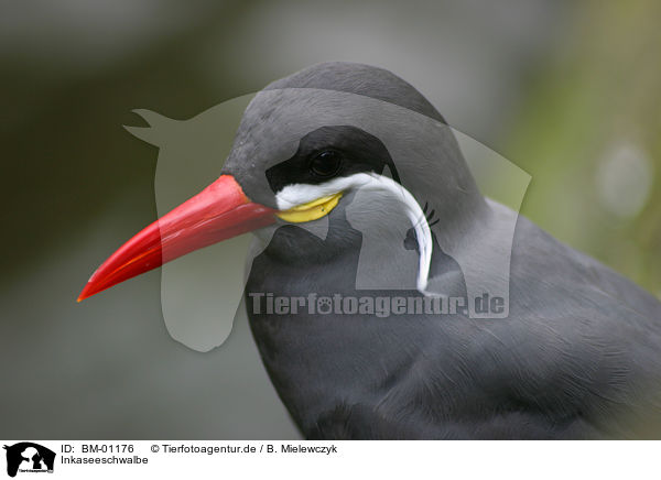 Inkaseeschwalbe / Inca Tern / BM-01176