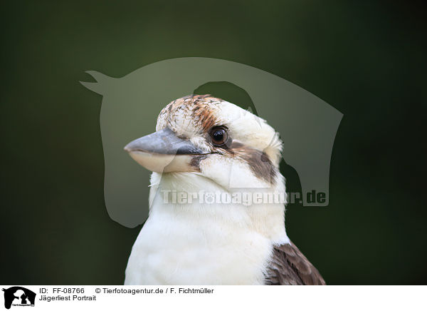 Jgerliest Portrait / Laughing Kookaburra portrait / FF-08766