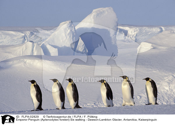 Emperor Penguin (Aptenodytes forsteri) Six walking - Dawson-Lambton Glacier, Antarctica, Kaiserpinguin / Emperor Penguin / FLPA-02829