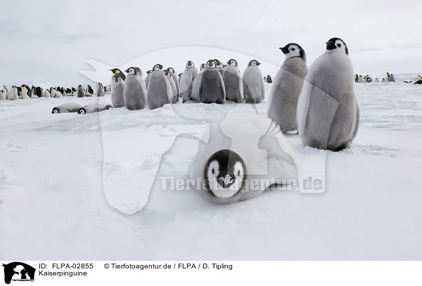 Kaiserpinguine / FLPA-02855